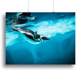 Humboldt Penguin Canvas Print or Poster (Type: Poster Print, size: 12" x 8" / 30cm x 20cm (approx))